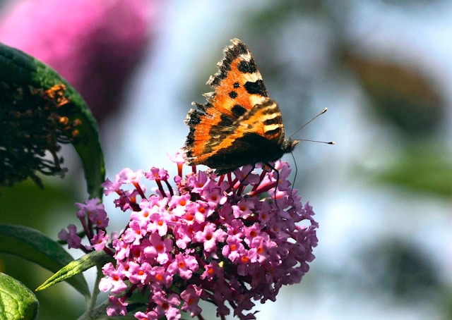 cremation services Augusta, ME